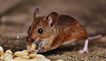24 Hour & Emergency Exterminators in Providence, RI
